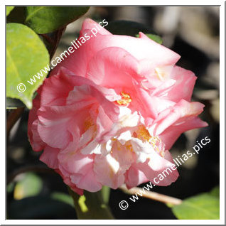 Camellia Japonica 'Tomorrow Park Hill'