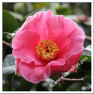Camellia Hybrid C.x williamsii 'Parkside'