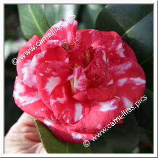 Camellia Japonica 'Parksii'