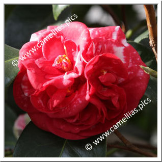 Camellia Japonica 'Parksii'