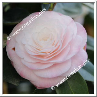 Camellia Japonica 'Ella Ward Parsons'