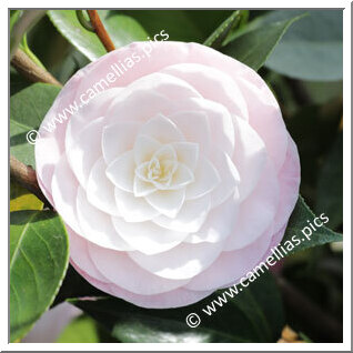Camellia Japonica 'Ella Ward Parsons'