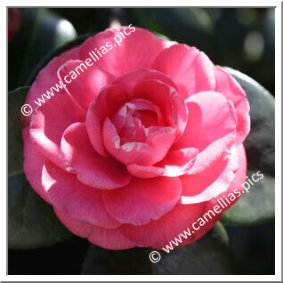 Camellia Japonica 'Parvula'