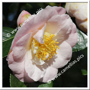 Camellia Japonica 'Patricia Ann'