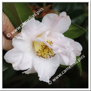 Camellia Hybrid C.reticulata  'Patricia Coull'