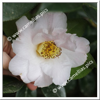 Camellia Hybride C.reticulata 'Patricia Coull'