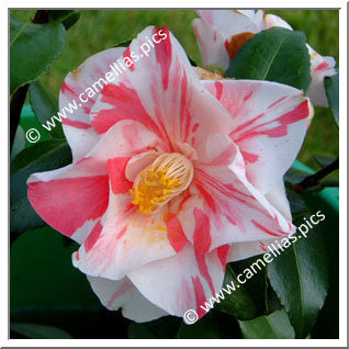 Camellia Japonica 'Paul Jones Supreme'