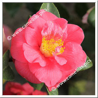 Camellia Japonica 'Paul Maymou'