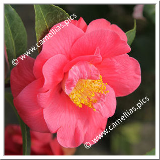 Camellia Japonica 'Paul Maymou'