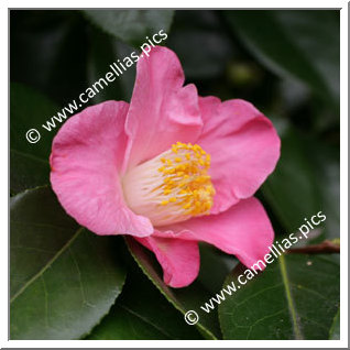 Camellia Japonica 'Paul Plantiveau'