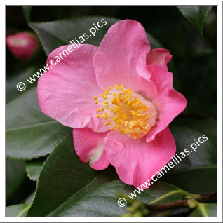 Camellia Japonica 'Paul Plantiveau'