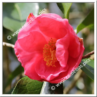 Camellia Reticulata 'Paul Serusier '