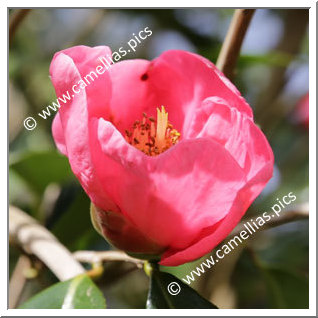 Camellia Reticulata 'Paul Serusier '