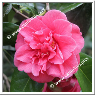 Camellia Japonica 'Paulette Goddard'