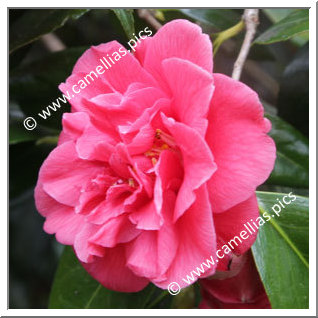 Camellia Japonica 'Paulette Goddard'