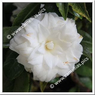 Camellia Japonica 'Pax'