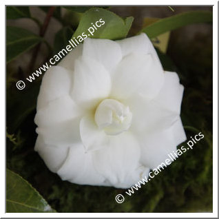 Camellia Japonica 'Pax'