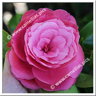 Camellia Japonica 'Pays de Loire'