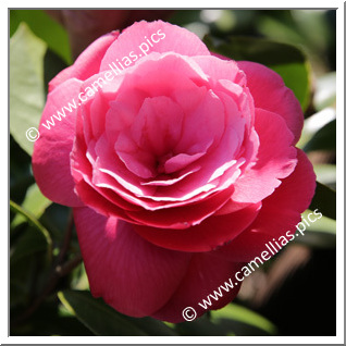 Camellia Japonica 'Pays de Loire'