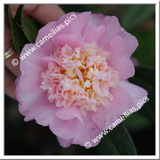 Camellia Sasanqua 'Peaches 'n Cream'