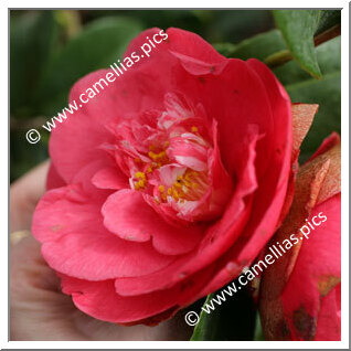 Camellia Japonica 'Pearl Harbor'