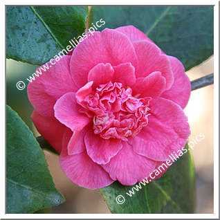 Camellia Japonica 'Pearl's Pet'