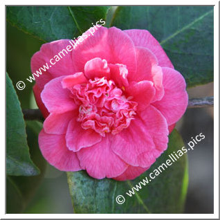 Camellia Japonica 'Pearl's Pet'