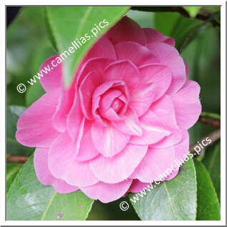 Camellia Hybrid 'Peekaboo'