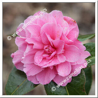 Camellia Hybride 'Peekaboo'