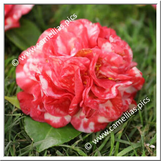 Camellia Japonica 'Peonia Superba'