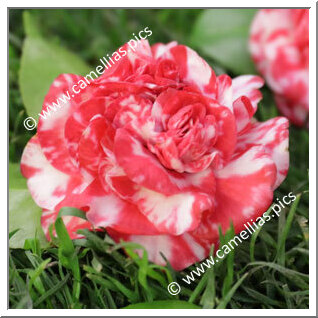 Camellia Japonica 'Peonia Superba'