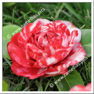 Camellia Japonica 'Peonia Superba'