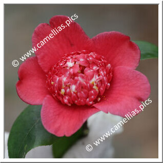 Camellia Japonica 'Perdix'