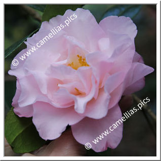 Camellia Japonica 'Perfecta'