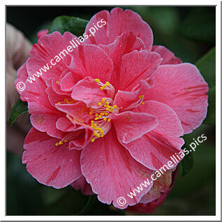 Camellia Japonica 'Perle de l'Odet'