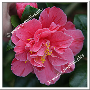 Camellia Japonica 'Perle de l'Odet'