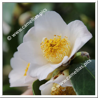 Camellia Japonica 'Perlmuttkelch'