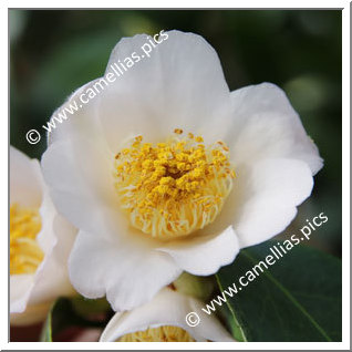 Camellia Japonica 'Perlmuttkelch'