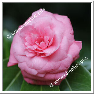 Camellia Japonica 'Perola de Villar d'Allen'