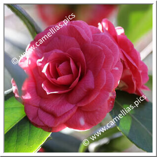 Camellia Japonica 'Petazzi'
