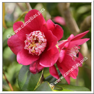 Camellia Hybride 'Peter Betteley '