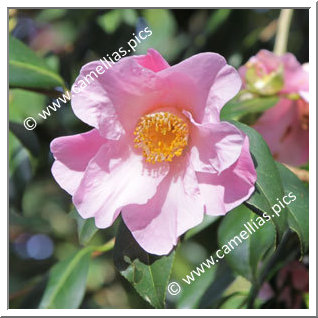 Camellia Hybrid C.x williamsii 'Philippa Forward'