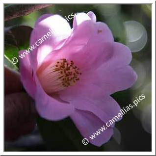 Camellia Hybrid C.x williamsii 'Philippa Forward'