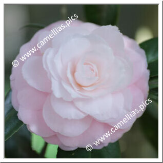 Camellia Japonica 'Philippa Ifould'