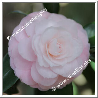Camellia Japonica 'Philippa Ifould'