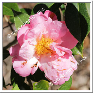 Camellia Hybride 'Phyl Doak'