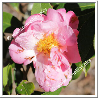 Camellia Hybride 'Phyl Doak'