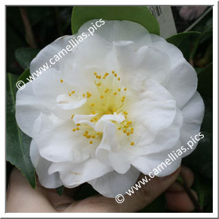 Camellia Japonica 'Pierrot'