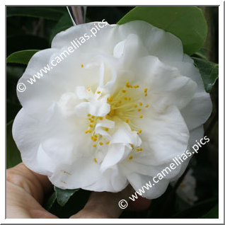 Camellia Japonica 'Pierrot'