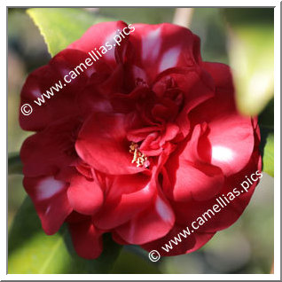 Camellia Japonica 'Bev Piets Smile'